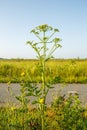 Parsnip, Pastinaca sativa, is a species of plant from Apiaceae or Umbelliferae family