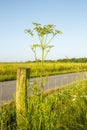 Parsnip, Pastinaca sativa, is a species of plant from Apiaceae or Umbelliferae family