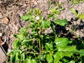 Parsnip Pastinaca sativa, umbellifer garden background