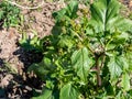 Parsnip Pastinaca sativa, umbellifer garden background