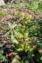 Parsnip Pastinaca sativa, umbels in spring