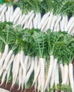 Parsnip fresh neture  top view  background . Royalty Free Stock Photo
