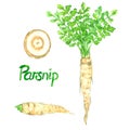 Parsnip root, green plant, leaves and cut slice