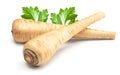 Parsnip root isolated on white background. clipping path