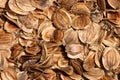 Parsnip seed background