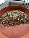 Parsnip seed harvested to use next springtime.