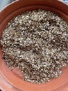 Parsnip seed harvested to use next springtime.