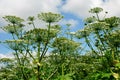 Parsnip Sosnowski (Heracleum sosnowskyi) in the Vilnius city.