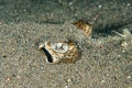 Parsnip stingray fish eye detail close up Royalty Free Stock Photo