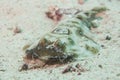 Parsnip stingray fish Royalty Free Stock Photo