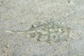 Parsnip stingray fish Royalty Free Stock Photo