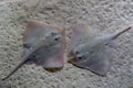 Parsnip stingray fish on sand