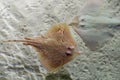 Parsnip stingray fish on sand