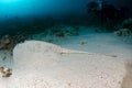 Giant blackparsnip stingray fish in the sand Royalty Free Stock Photo