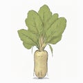 Parsnip watercolor illustration sketch drawing style clipart