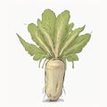 Parsnip watercolor illustration sketch drawing style clipart