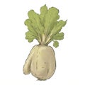 Parsnip watercolor illustration sketch drawing style clipart