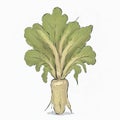 Parsnip watercolor illustration sketch drawing style clipart