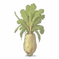 Parsnip watercolor illustration sketch drawing style clipart