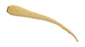 Parsnip on a white background Royalty Free Stock Photo