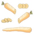 Parsnips for banners, flyers, posters, cards. Half and slices of parsnip. Parsnip root. Cartoon style. Fresh organic