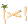 Parsnips for banners, flyers, posters, cards. Whole parsnip. Parsnip with tops. Parsnip root. Cartoon style. Organic