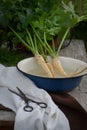 Parsnips, first spring summer crop. Healthy food, gardening