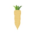 parsnips flat design vector illustration isolated on white background. Parsnip Root With Green Leaves. Fresh vegetables, organic
