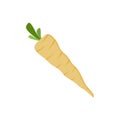 parsnips flat design vector illustration isolated on white background. Parsnip Root With Green Leaves. Fresh vegetables, organic