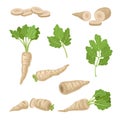 Parsnips Roots and Leaves Vector Set. Agricultural Food Collection