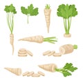 Parsnips Roots and Leaves Vector Set. Agricultural Food Collection