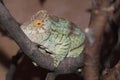 Parson chameleon Royalty Free Stock Photo