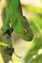 Parson chameleon Royalty Free Stock Photo