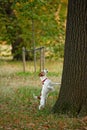 Parson Jack Russell barking up wrong tree?