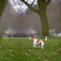 Parson Jack Russell enjoying run in park