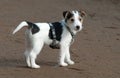 Parson Jack Russell puppy Royalty Free Stock Photo