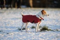 Parson Jack Russell in red winter coat Royalty Free Stock Photo