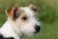 Parson Jack Russell terrier Royalty Free Stock Photo