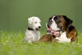 Parson Jack Russell Terrier and German Boxer Royalty Free Stock Photo