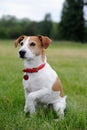 Parson Jack Russell Terrier offering his paw