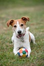 Parson Jack Russell Terrier playing with ball Royalty Free Stock Photo