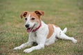 Parson Jack Russell Terrier resting on the grass