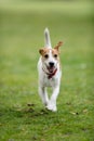 Parson Jack Russell terrier running