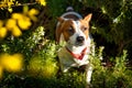 Parson Jack Russell Terrier sitting in a park Royalty Free Stock Photo