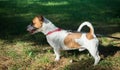 Parson Jack Russell Terrier standing in a green grass Royalty Free Stock Photo