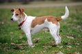 Parson Jack Russell Terrier standing in a park Royalty Free Stock Photo