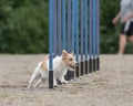 Parson Russel Terrier dog doing the slalom agility course Royalty Free Stock Photo