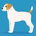 Parson Russel terrier
