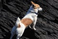 Parson Russell terrier looks out to sea Royalty Free Stock Photo