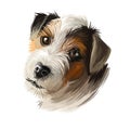 Parson Russell Terrier dog portrait isolated on white. Digital art illustration of hand drawn dog for web, t-shirt print and puppy